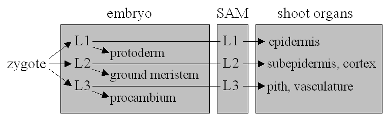 Figure 2: The fundamental cell layers of Angiosperms and tissues derived from them in the embryo and shoot.