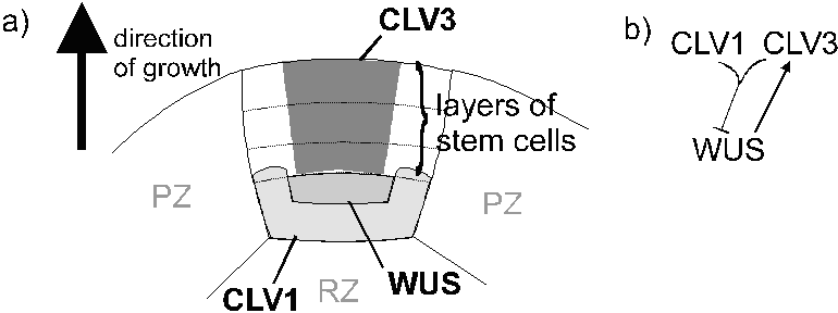 Figure 3: The proposed mechanism of maintenance of meristems.