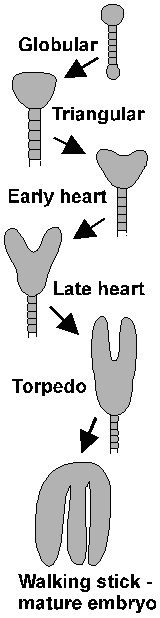 Time sequence of plant embryo development.